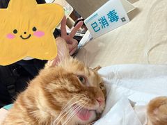 -北京观赏动物医院·24小时大型综合·猫专科·异宠专科