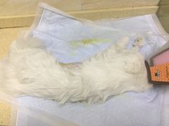 -安安宠医·安宠宠物医院