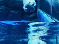 -海合安武汉极地海洋公园