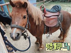 -秀丽东方