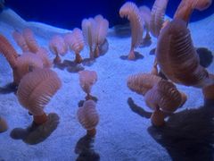 -瑞普利水族馆