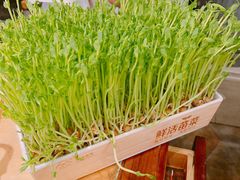 活体豌豆苗-左庭右院鲜牛肉火锅(南通CBD大有境店)