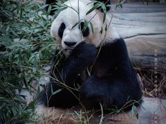 -灵玲国际马戏城