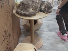 -楼上猫咖(罗湖店)