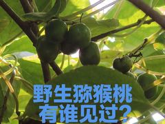 -大岭沟猕猴桃谷风景区