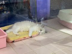 -FAELING PETS美天灵宠物(富力广场店)