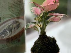 景观位-风味小馆(天目湖宾馆店)
