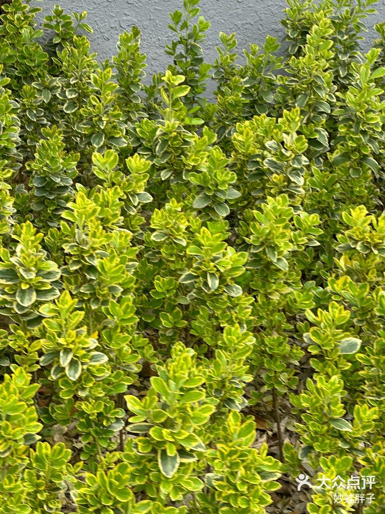 1 / 3 2 / 3 3 / 3 打开app查看高清大图 妙蛙胖子 3月26日 14:03