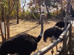 -大连森林动物园