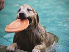 -汪说喵讲宠物乐园宠物酒店(红星美凯龙店)