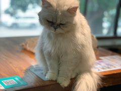 -more than meow吴止猫主题餐厅(承德 中船汇店)