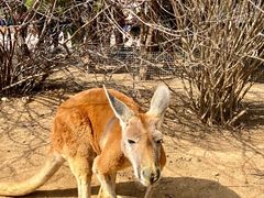 -济南野生动物世界