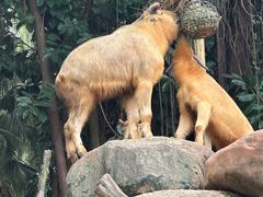 -广州长隆野生动物世界