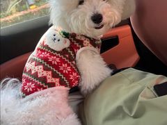 -翊宠yipet猫狗购宠庄园犬舍•猫舍