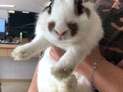 -momokira米努特·德文卷毛猫·棉花面纱犬