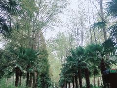 -合肥滨湖国家森林公园