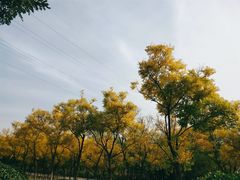 -永定河休闲森林公园