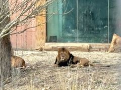 -新疆天山野生动物园