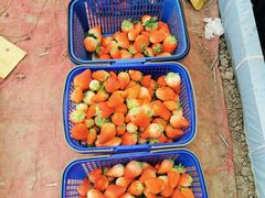 -小鱼草莓采摘园农家乐·小鱼餐厅