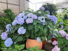 -三圣花乡旅游区