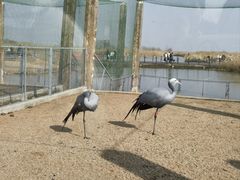 -盐城丹顶鹤湿地生态旅游区