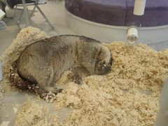 -怪兽屋·羊驼·猫咖·狗咖(俊华广场店)