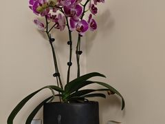 -双季花艺园艺市场(浦东店)