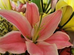 -双季花艺园艺市场(浦东店)