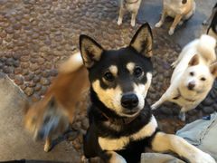 -柴犬高等学院·狗咖·柴犬售卖·宠物训练