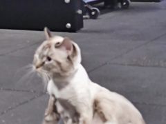 -喵百万·布偶·蓝金金渐层英短·猫舍(百子湾店)