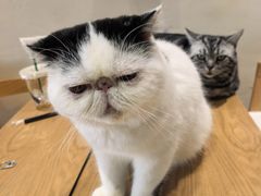 -藏猫猫咖啡主题馆(中央大道店)