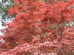 -海棠花溪(元大都城垣遗址公园)