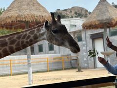 -西霞口神雕山野生动物世界