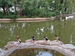 -莲花池公园