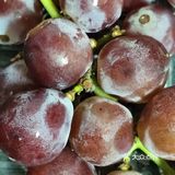 枝头挂满葡萄