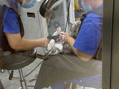 -宠福鑫康馨动物医院·骨科·眼科