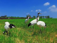 -盐城丹顶鹤湿地生态旅游区