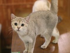 -猫色咖啡·猫咖