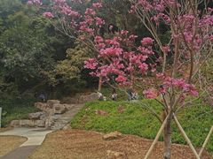 -西樵山风景名胜区-天湖公园