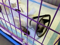 -喜多萌中农锦绣动物医院24H·猫科·牙科MRI·CT