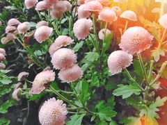 -杭州植物园