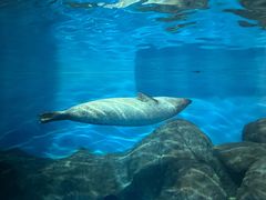 -上海海洋水族馆