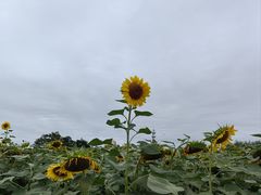 -荷兰花海