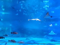 -烟台海昌鲸鲨海洋公园