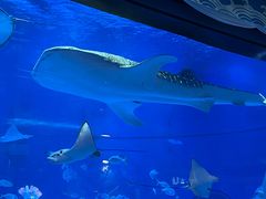 -烟台海昌鲸鲨海洋公园