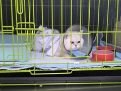 -喜多萌中农锦绣动物医院24H·猫科·牙科MRI·CT