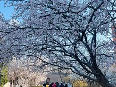 -桃花堤公园