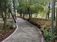-嘉定紫藤园