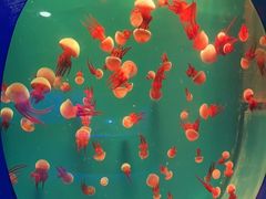 -海合安青岛极地海洋公园