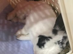 -伟伟宠物医院·CT影像中心·瑞派犬猫综合性门诊(汉口总院)